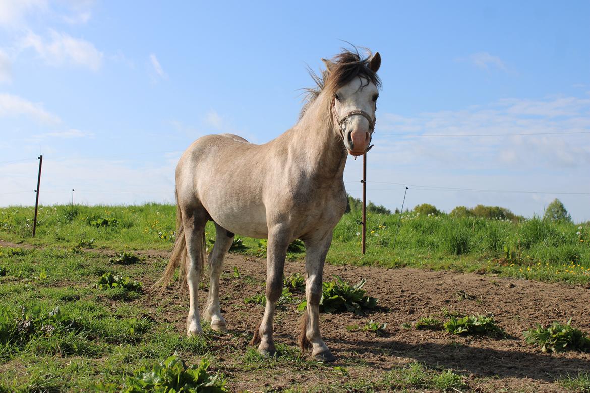 Welsh Mountain (sec A) Dany's reese billede 10