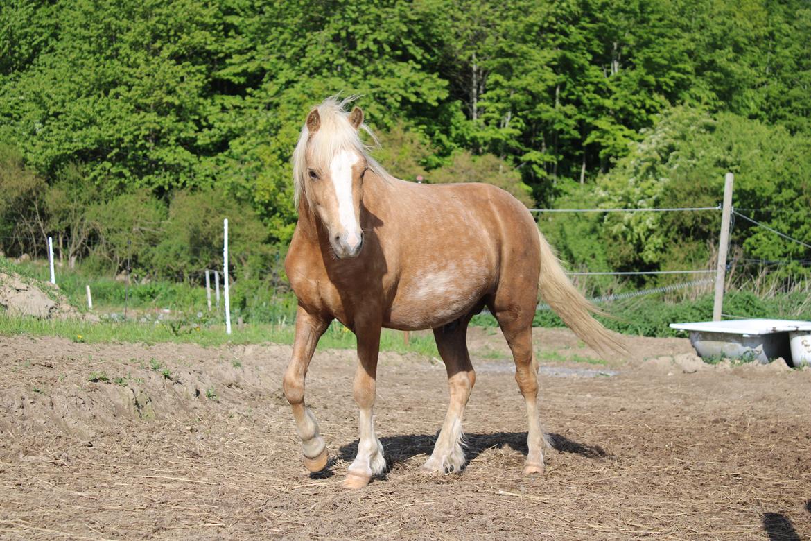 Welsh Mountain (sec A) Belle's milo billede 8