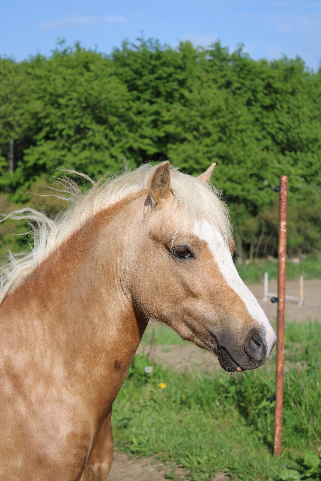 Welsh Mountain (sec A) Belle's milo billede 1