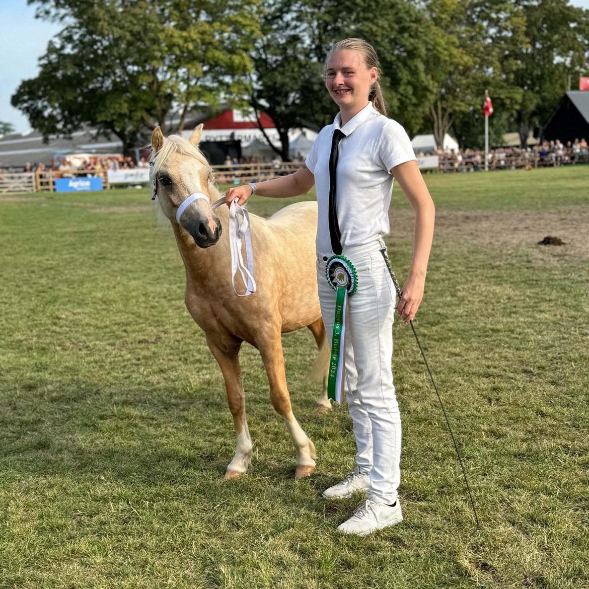 Welsh Mountain (sec A) Belle's milo billede 4