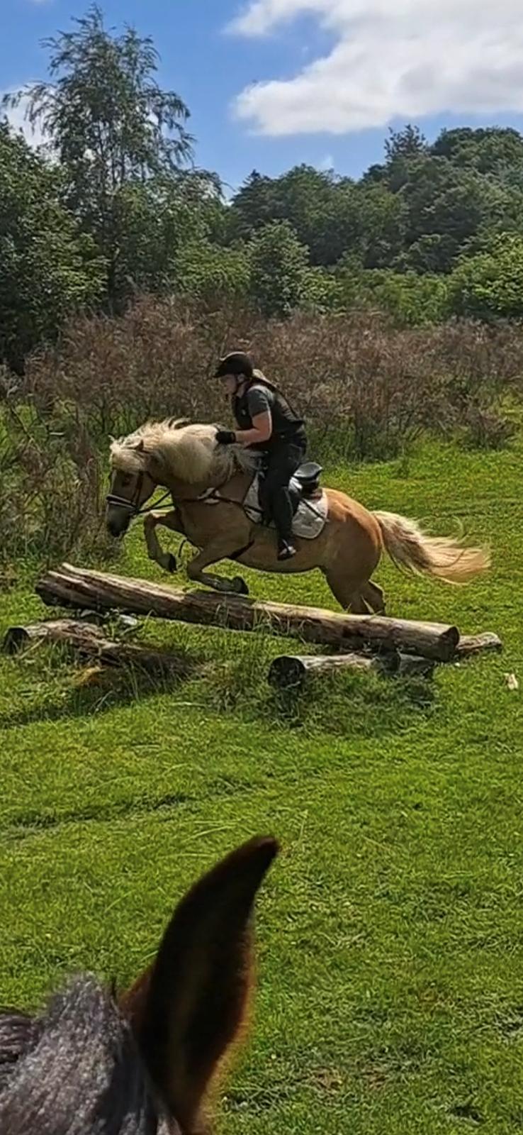 Haflinger Rosègold billede 33