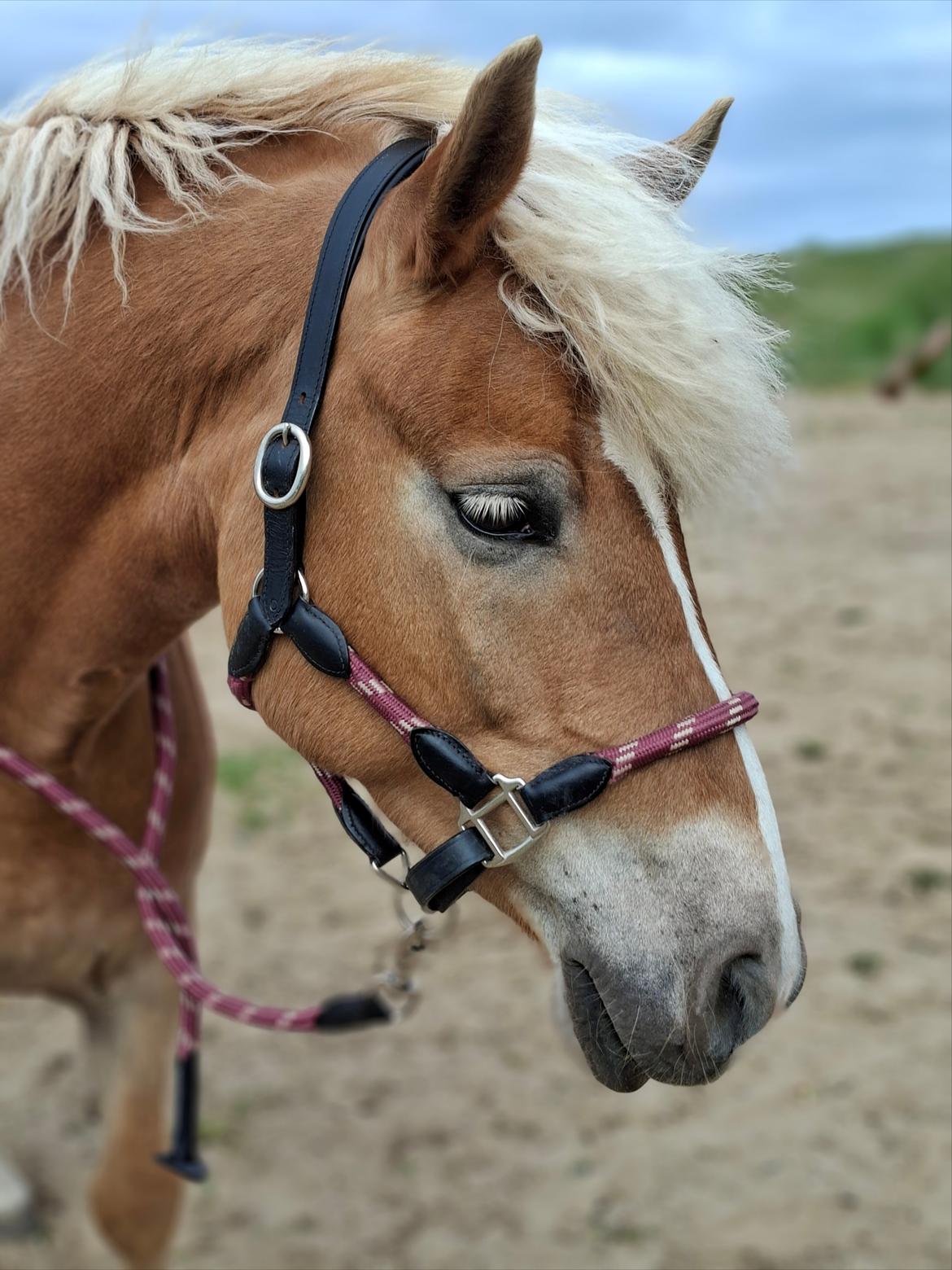 Haflinger Rosègold billede 34