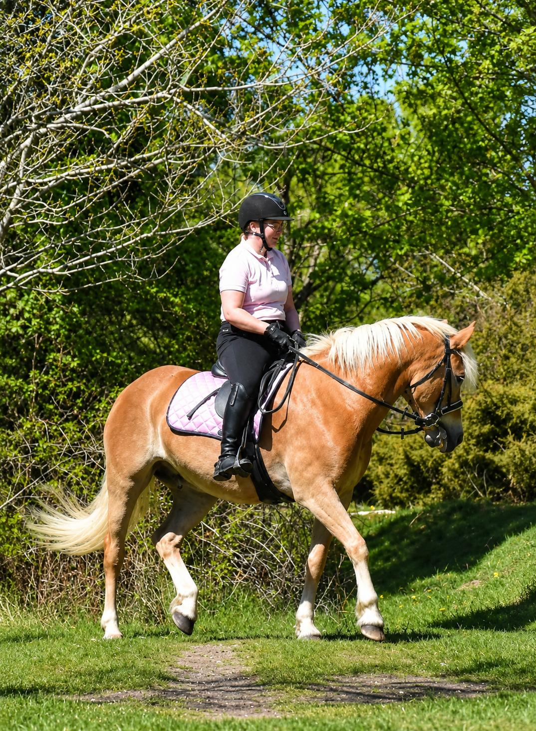 Haflinger Rosègold billede 35