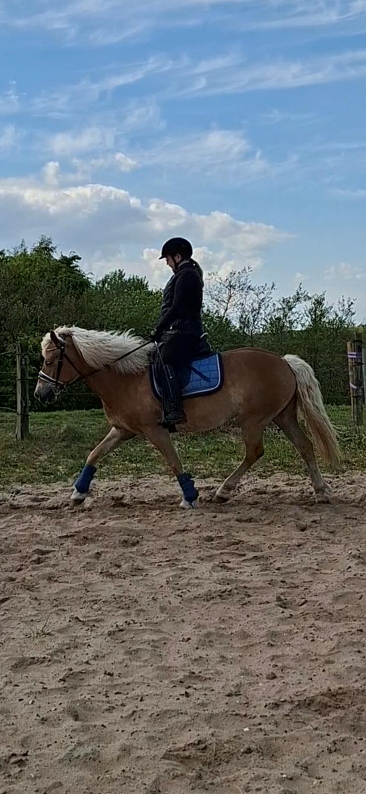 Haflinger Rosègold billede 36