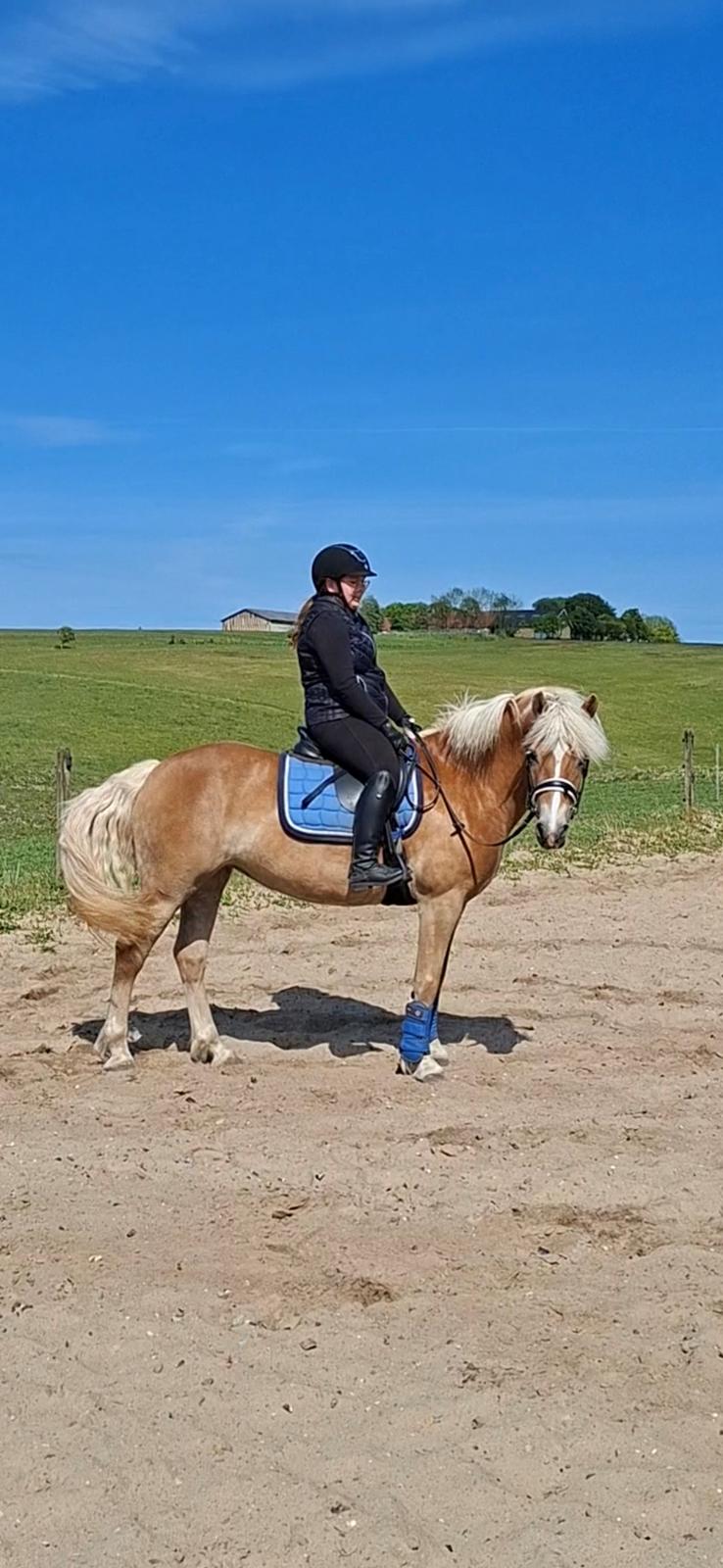 Haflinger Rosègold billede 37