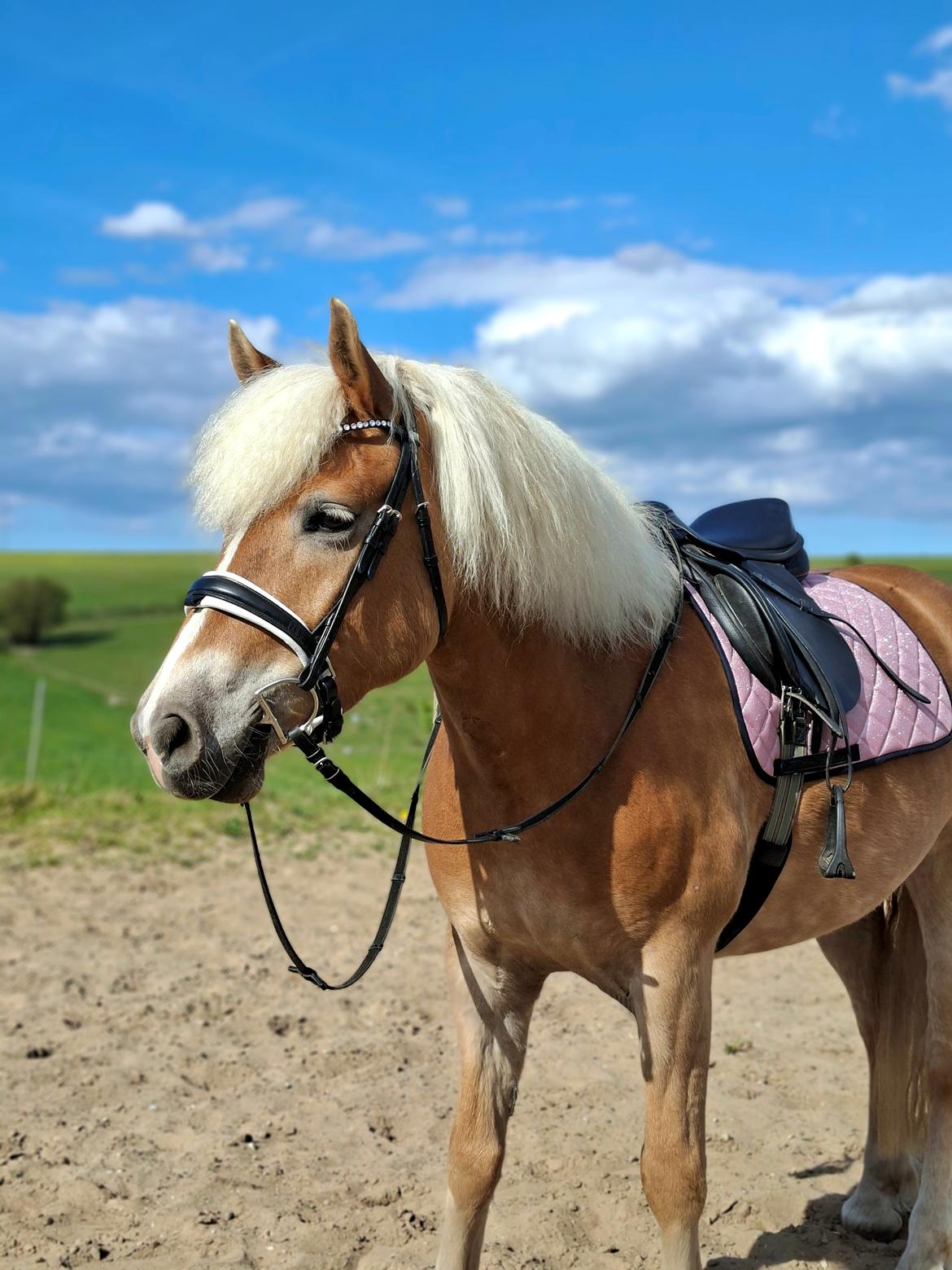 Haflinger Rosègold billede 38