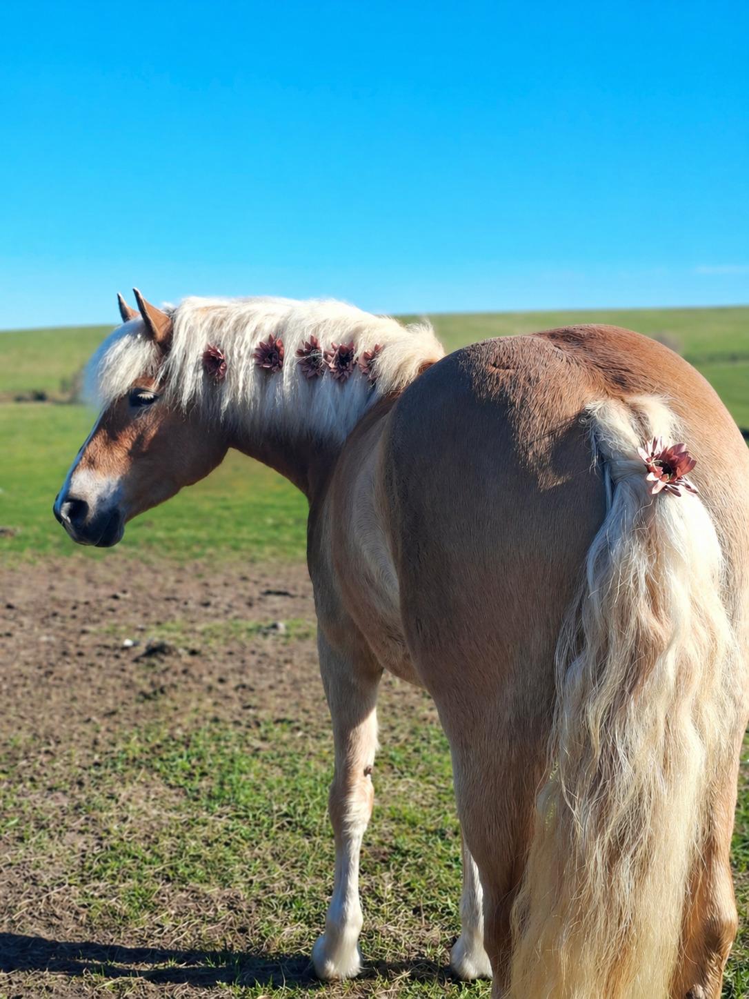 Haflinger Rosègold billede 39