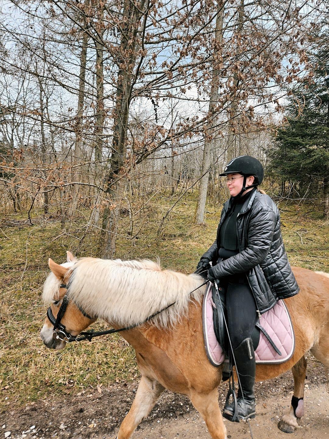 Haflinger Rosègold billede 40