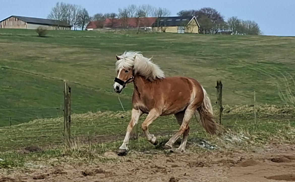 Haflinger Rosègold billede 41