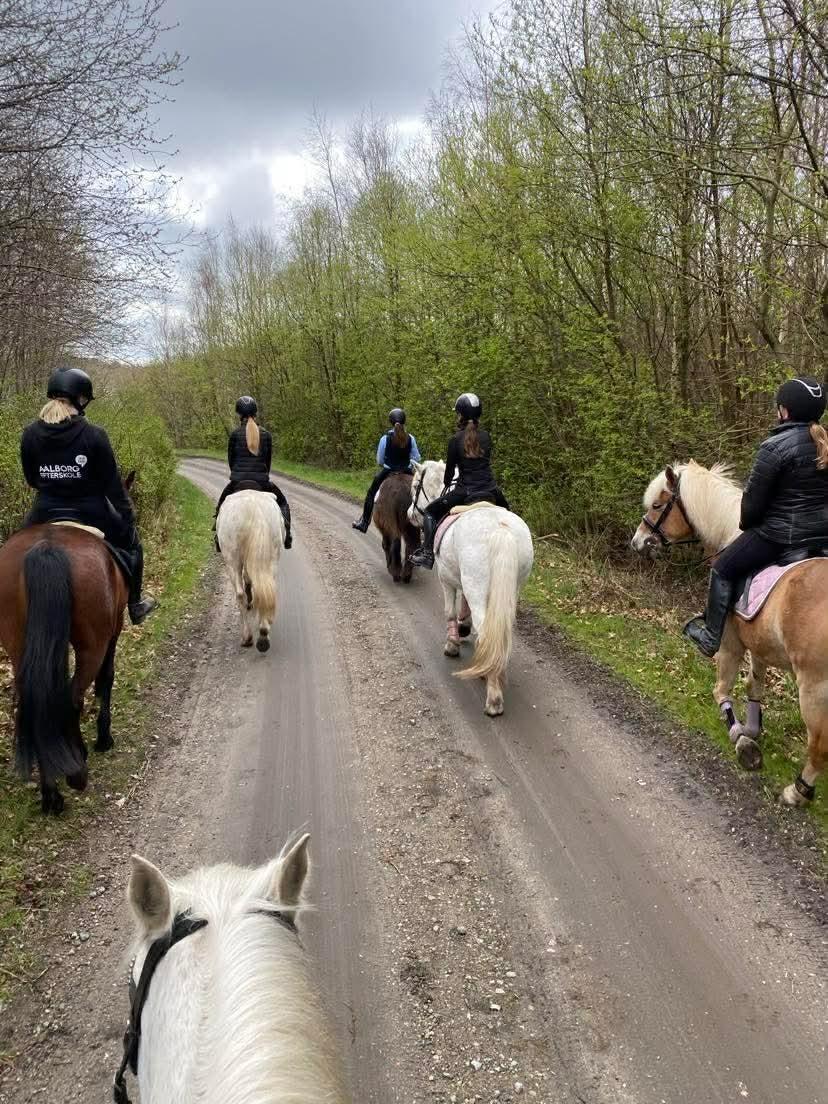 Haflinger Rosègold billede 42