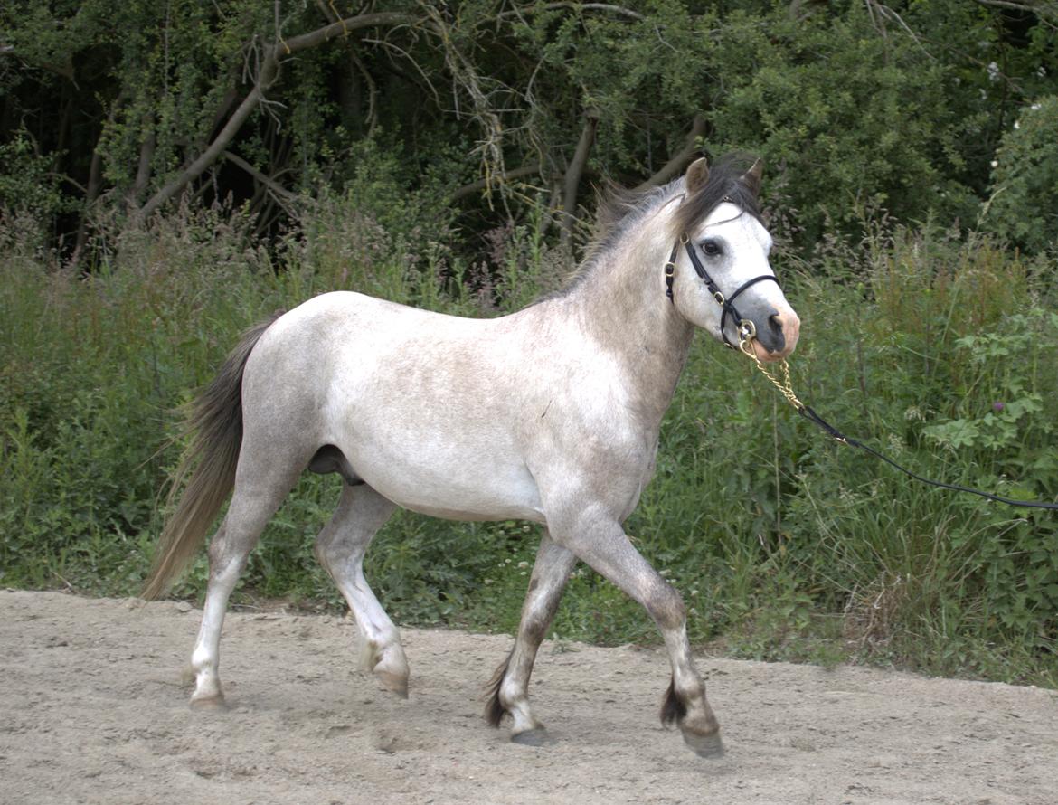 Welsh Mountain (sec A) Dany's reese billede 2