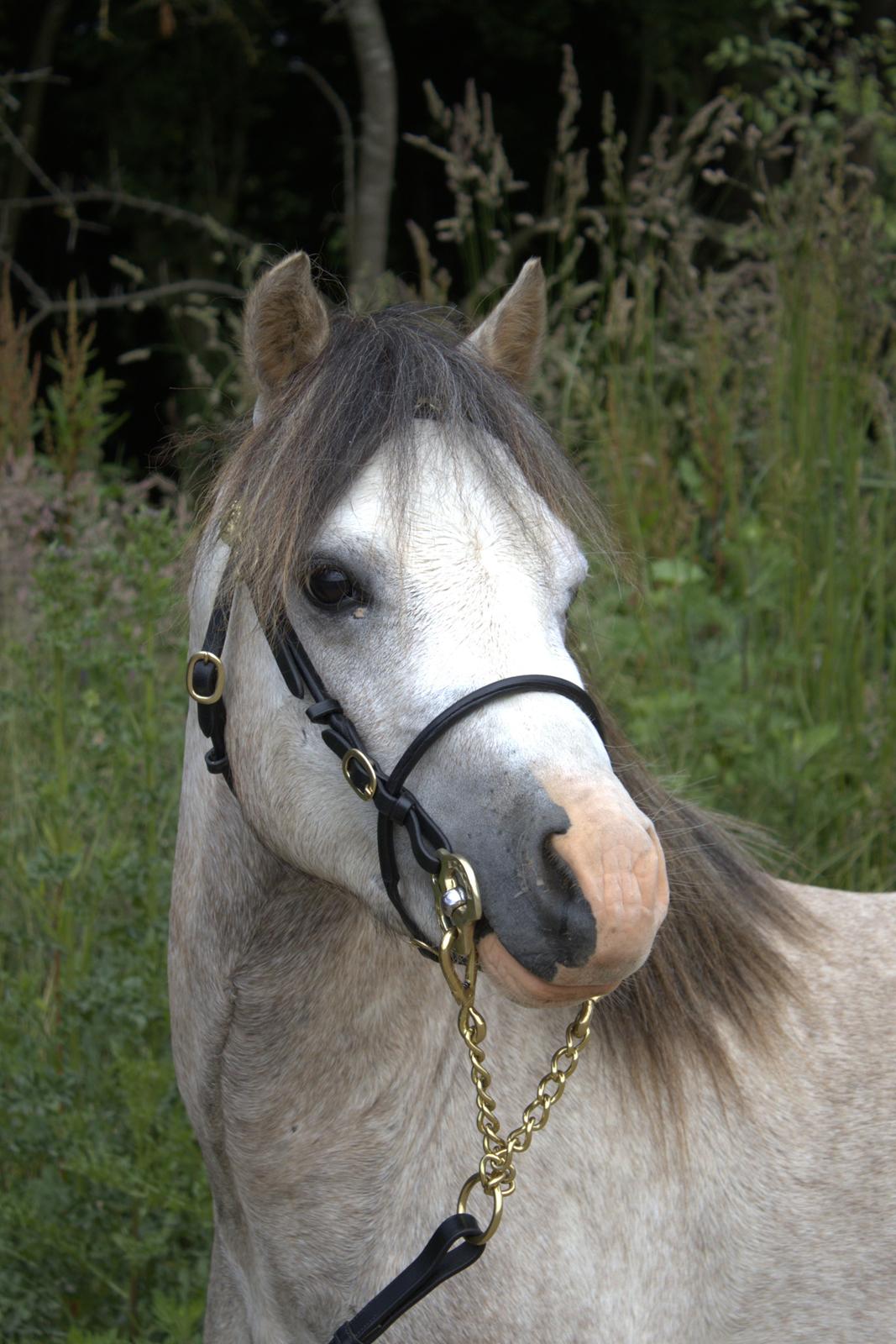 Welsh Mountain (sec A) Dany's reese billede 1