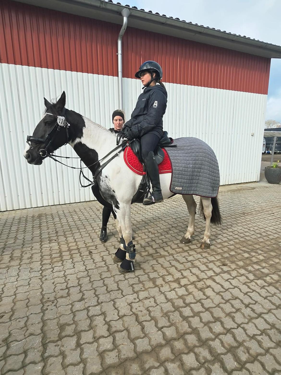 Irsk Sportspony Mohawk indian billede 4