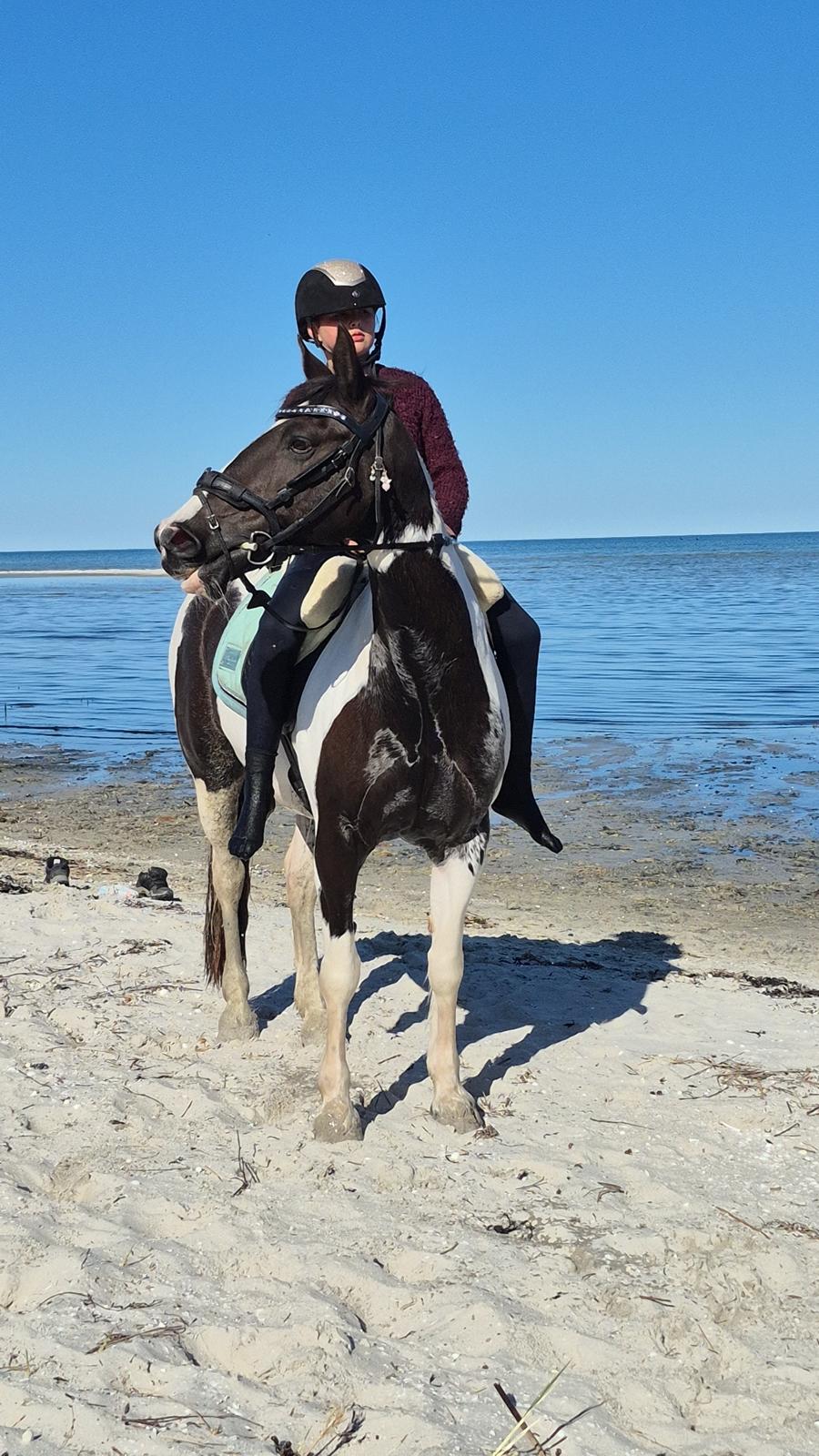 Irsk Sportspony Mohawk indian billede 6