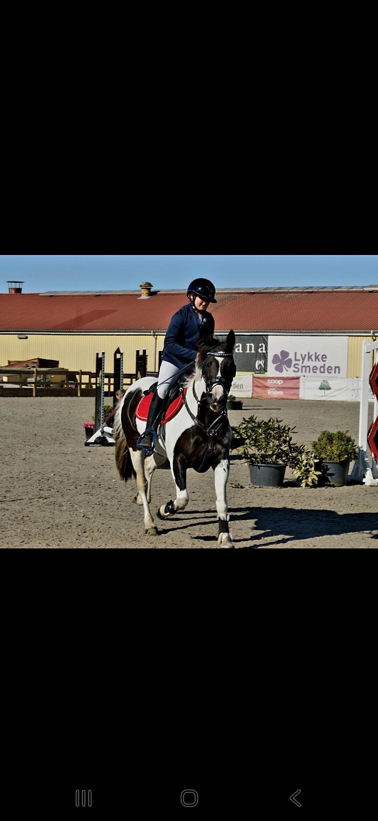 Irsk Sportspony Mohawk indian billede 16