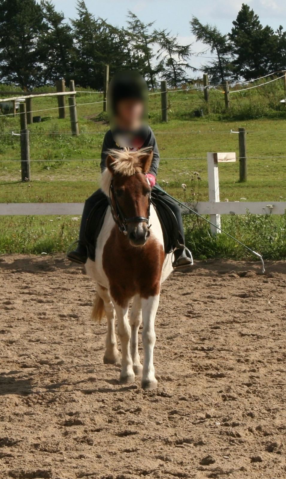 Anden særlig race - † Matros/Wingo † R.I.P - September 2011. Sidste gang jeg så Matros billede 29