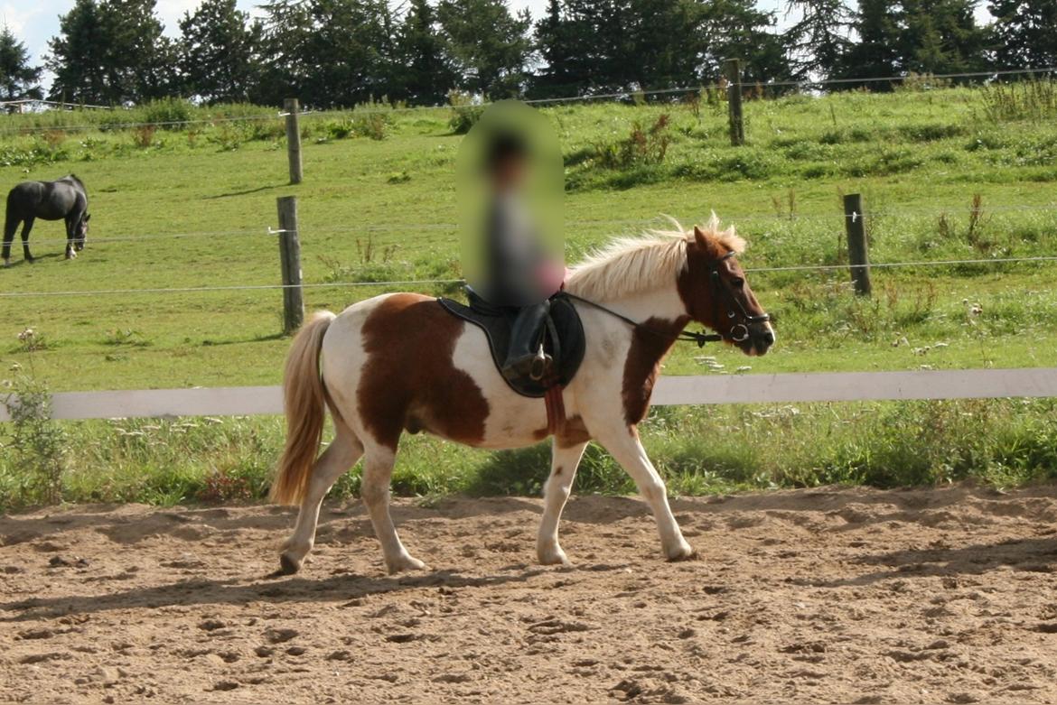 Anden særlig race - † Matros/Wingo † R.I.P billede 31