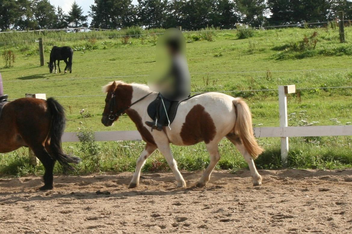 Anden særlig race - † Matros/Wingo † R.I.P billede 34