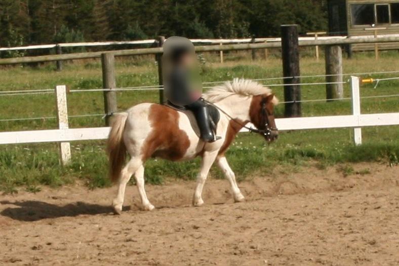 Anden særlig race - † Matros/Wingo † R.I.P billede 35