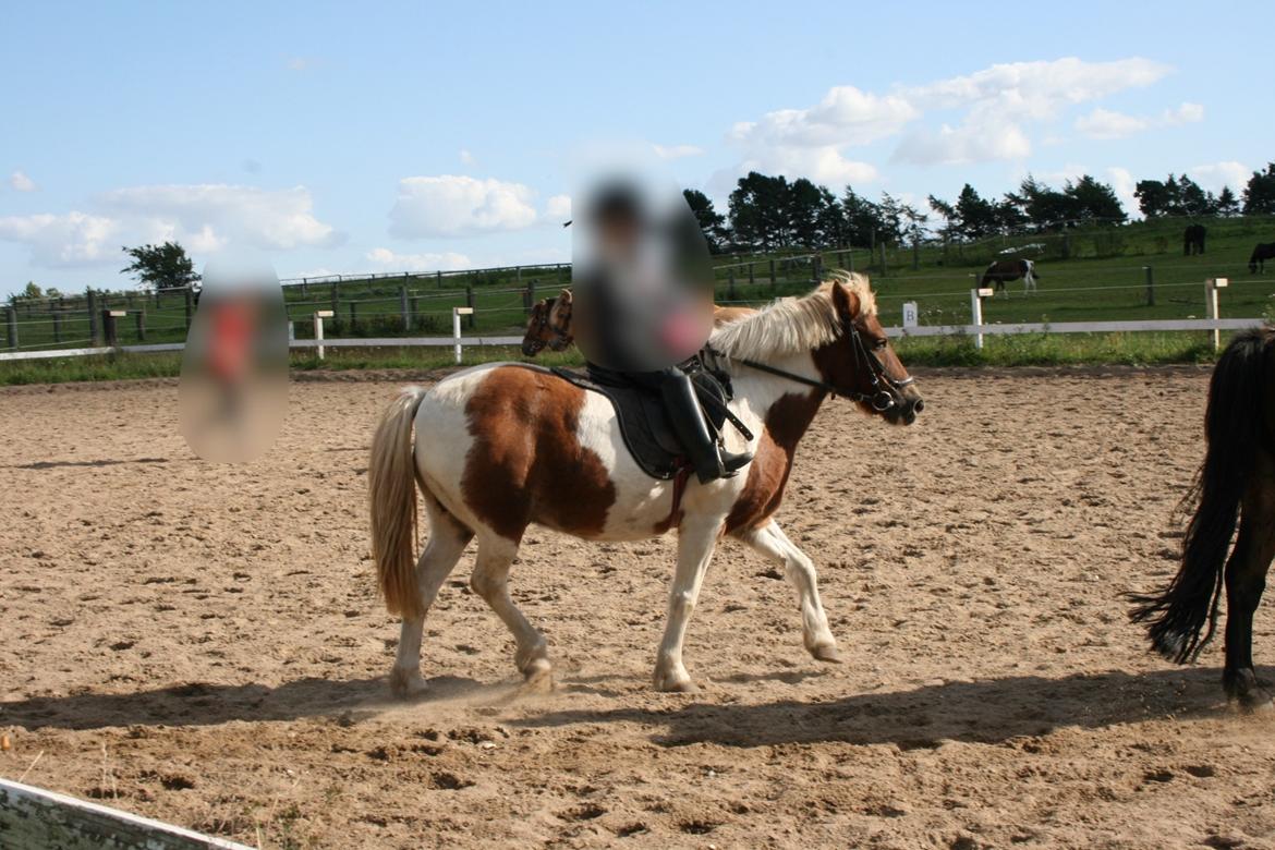 Anden særlig race - † Matros/Wingo † R.I.P billede 36