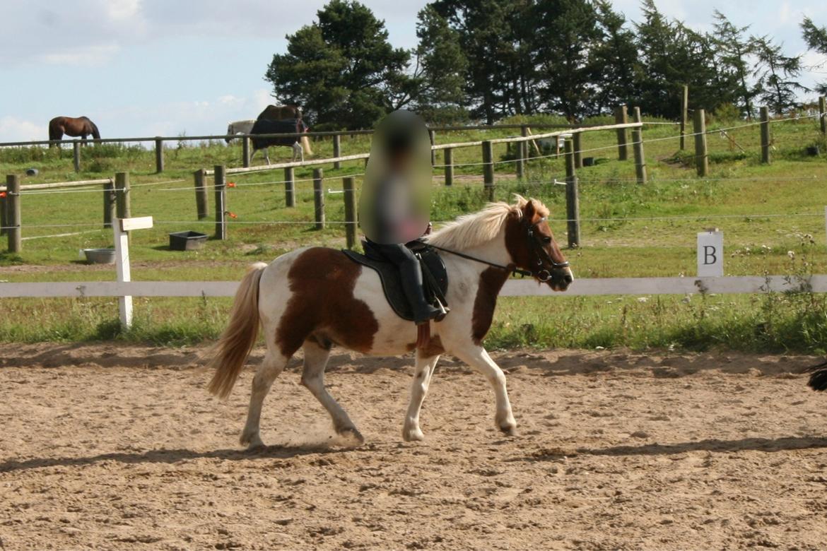 Anden særlig race - † Matros/Wingo † R.I.P billede 30