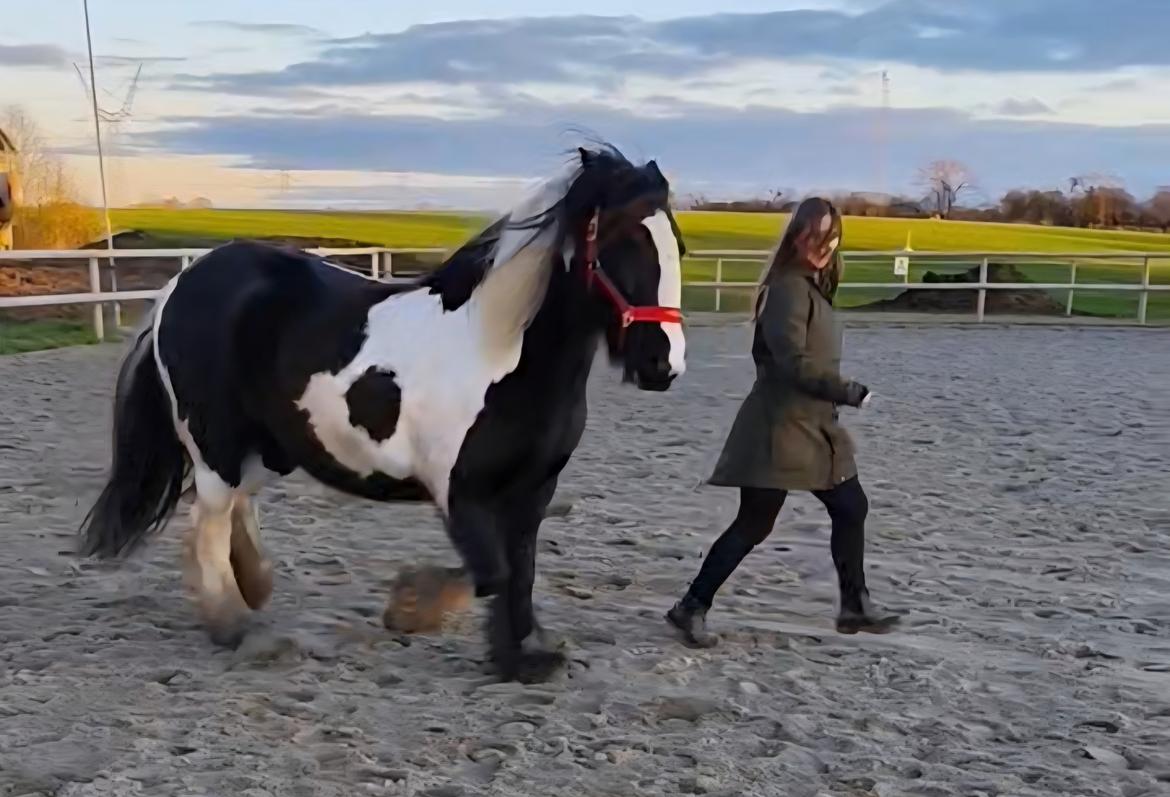 Tinker Beer's rose a lee of ryan  billede 7