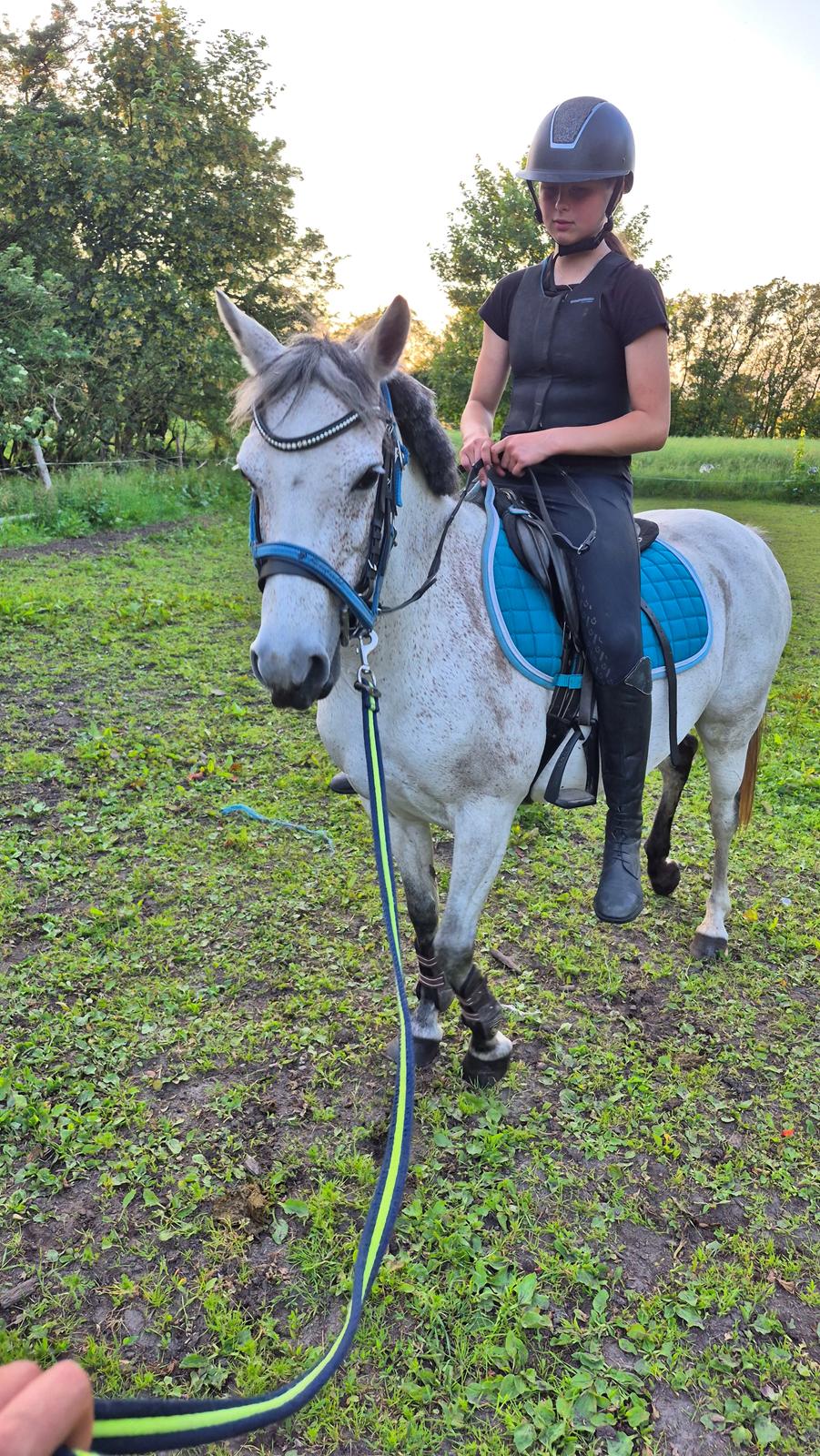 Anden særlig race Form's Daisy (2561) billede 6
