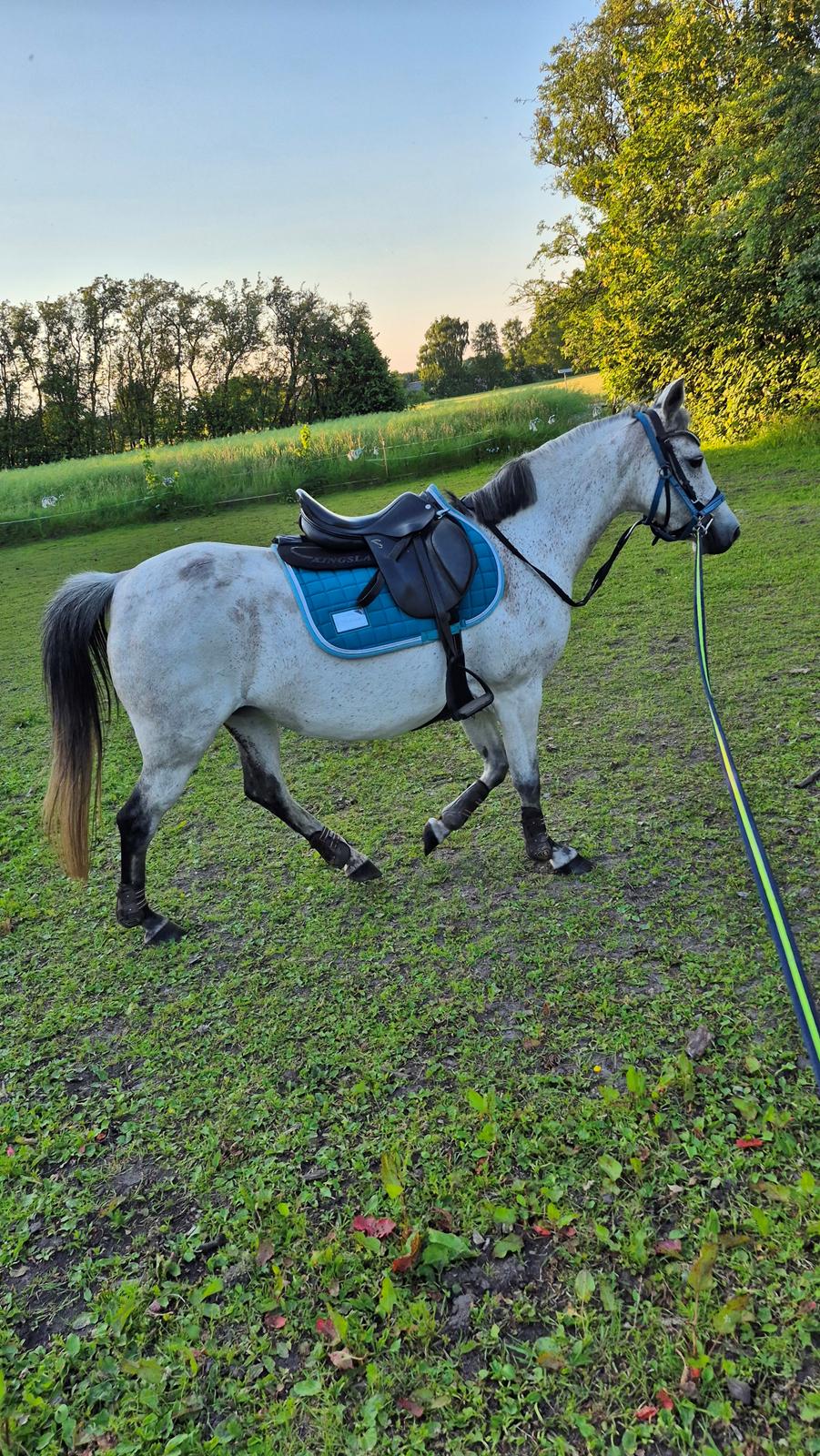 Anden særlig race Form's Daisy (2561) billede 8