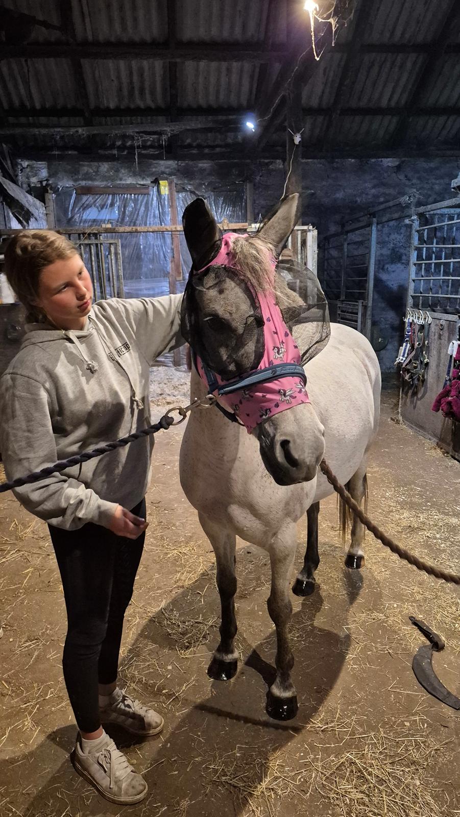 Anden særlig race Form's Daisy (2561) billede 12