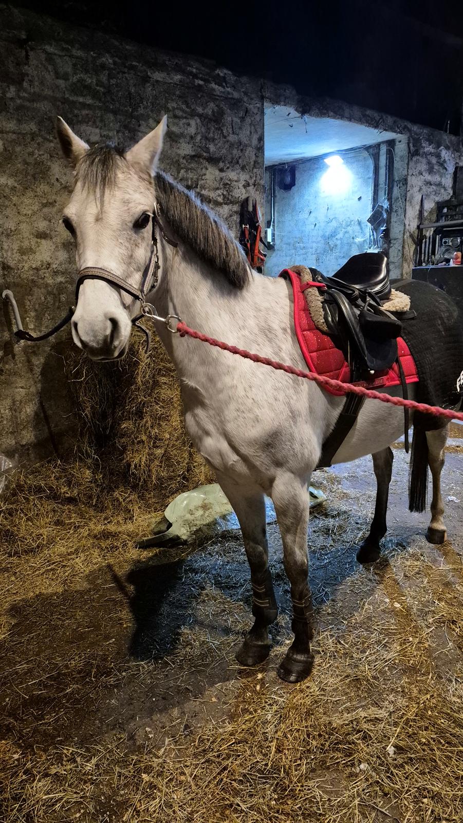 Anden særlig race Form's Daisy (2561) billede 13