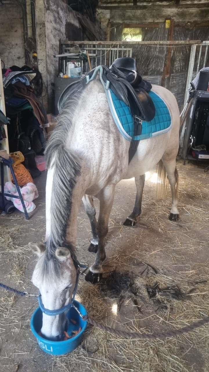 Anden særlig race Form's Daisy (2561) billede 17
