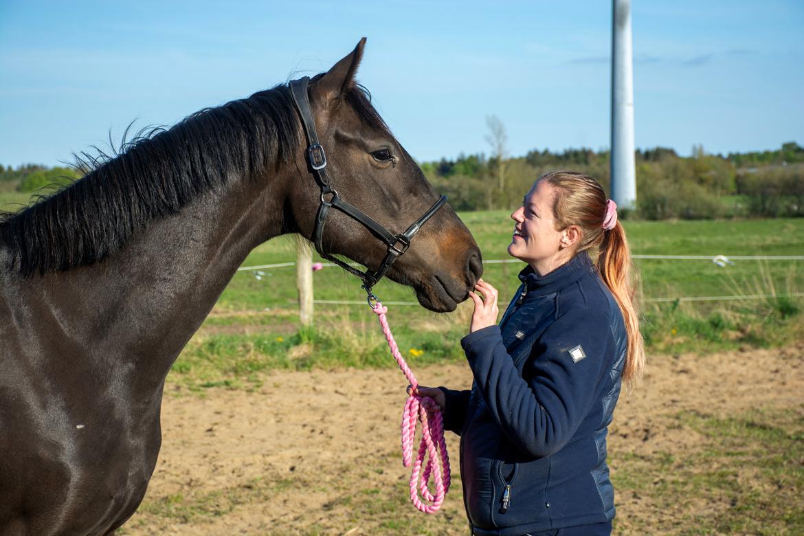 Dansk Varmblod Langagers Gucci billede 13