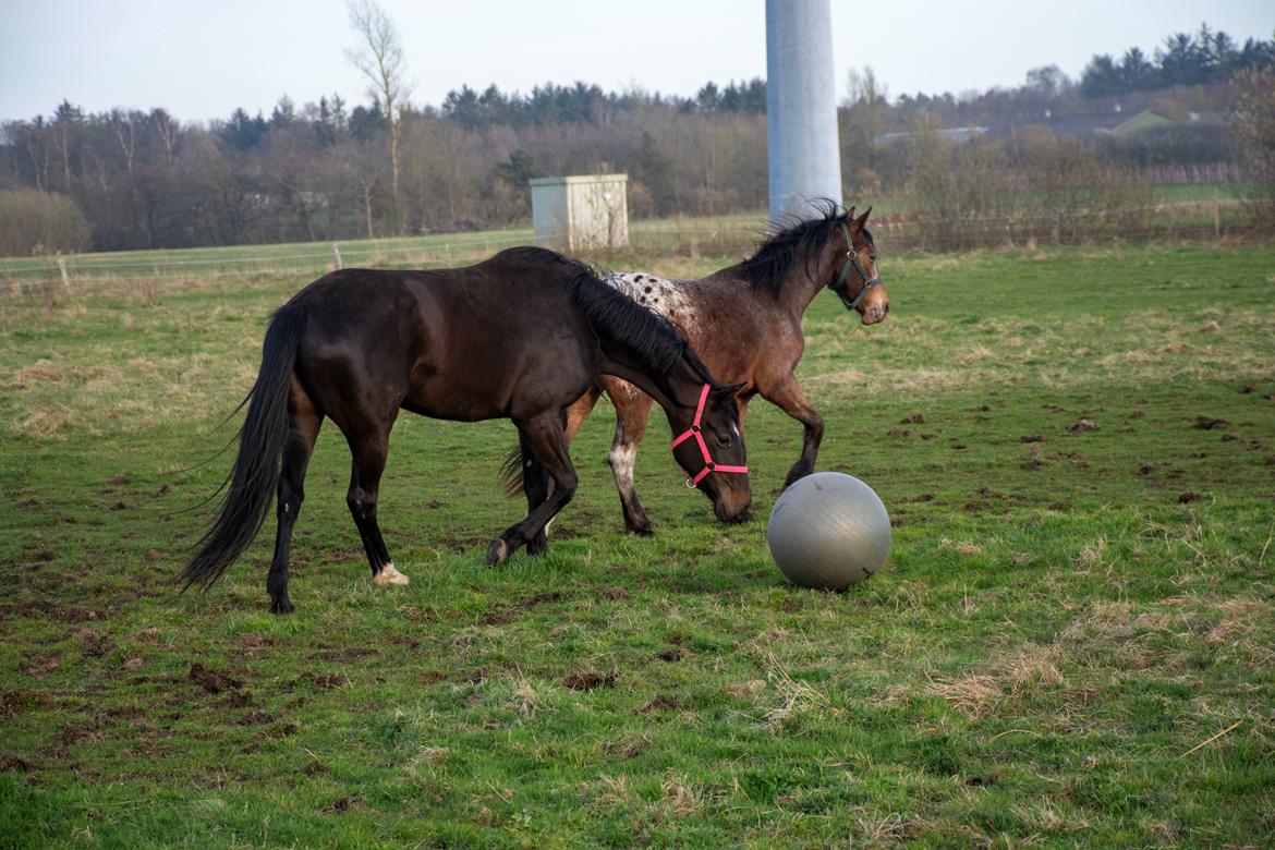 Dansk Varmblod Langagers Gucci billede 7