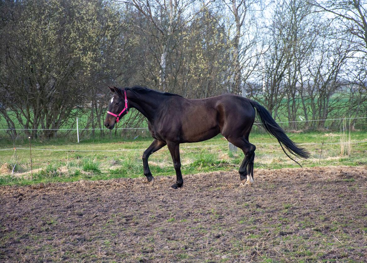 Dansk Varmblod Langagers Gucci billede 15