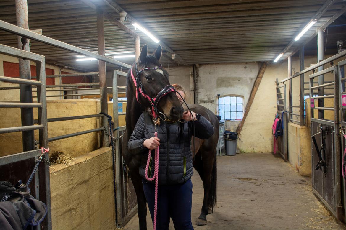 Dansk Varmblod Langagers Gucci billede 18