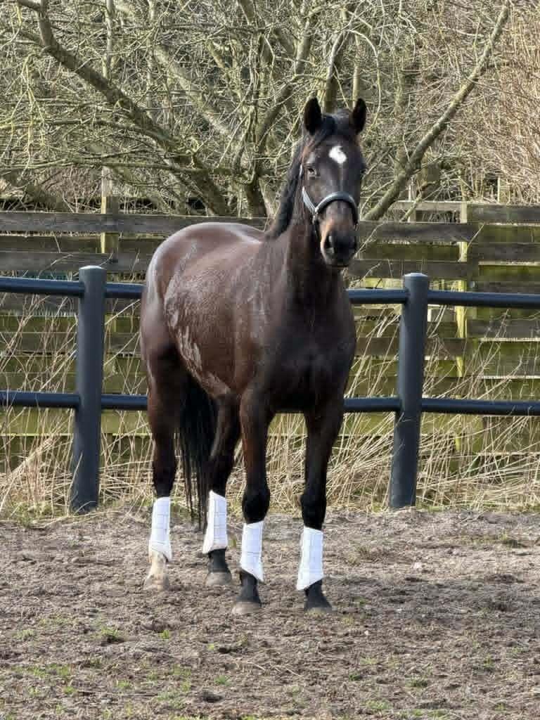 Dansk Varmblod Langagers Gucci billede 12