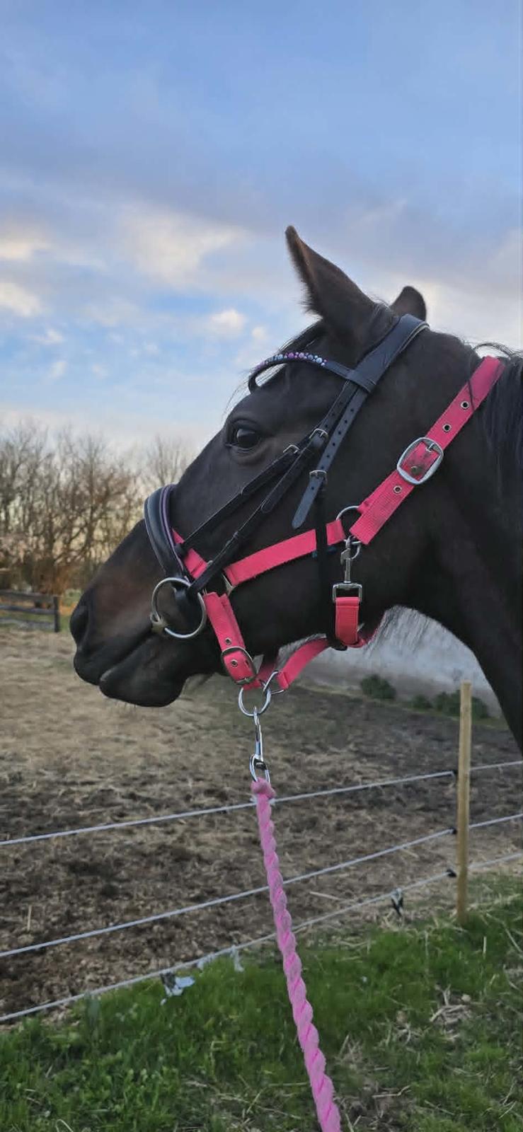Dansk Varmblod Langagers Gucci billede 14
