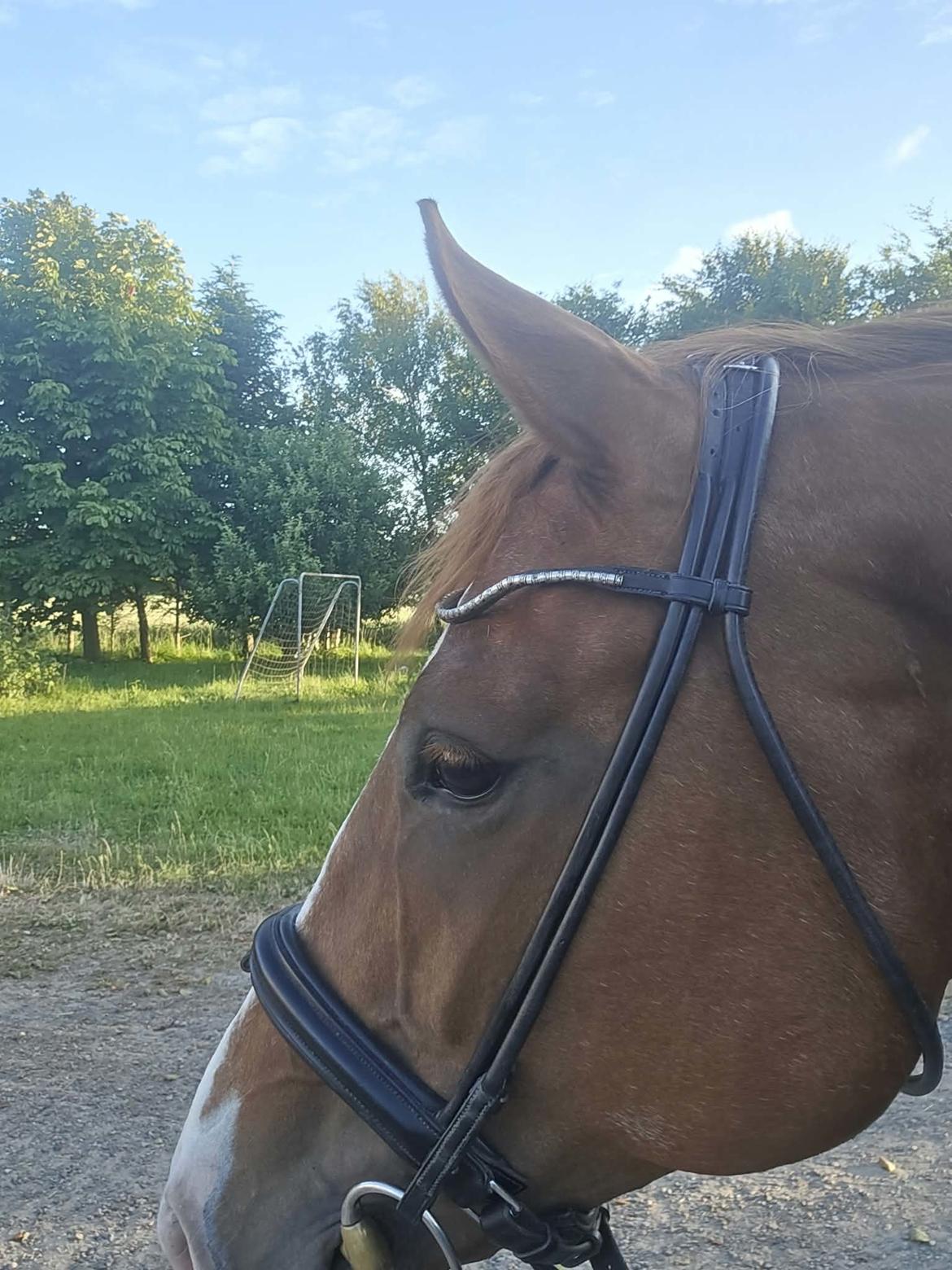 Dansk Varmblod Runehøjs Fenya billede 14