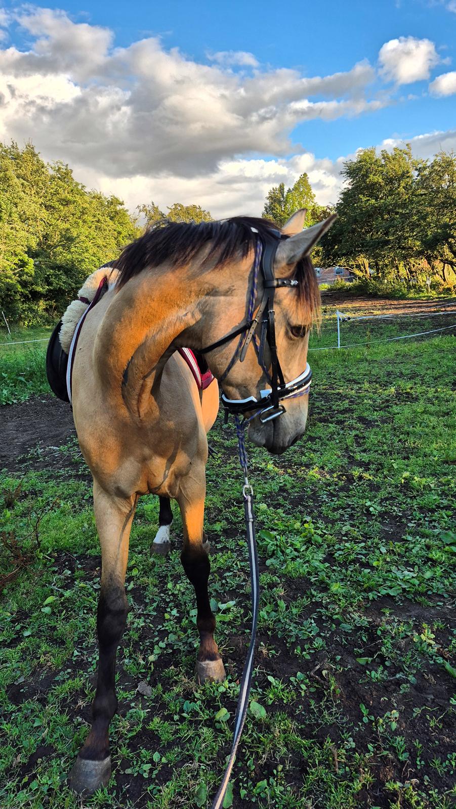 Palomino Flying aragorn billede 1