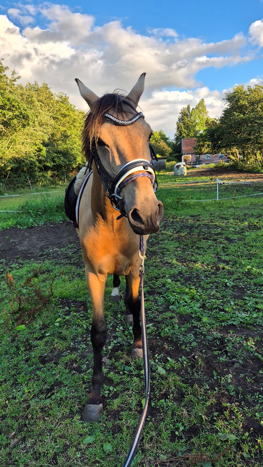 Palomino Flying aragorn billede 2