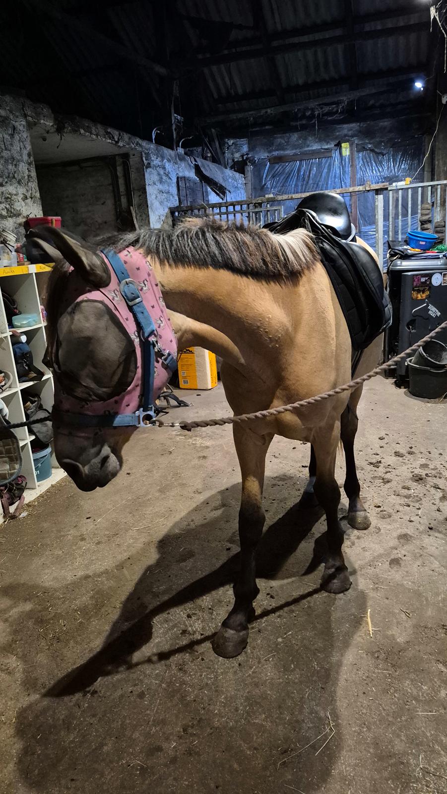 Palomino Flying aragorn billede 3
