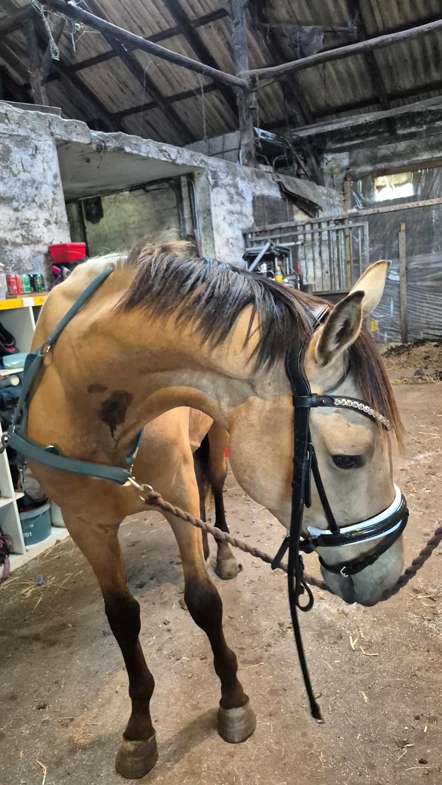 Palomino Flying aragorn billede 4