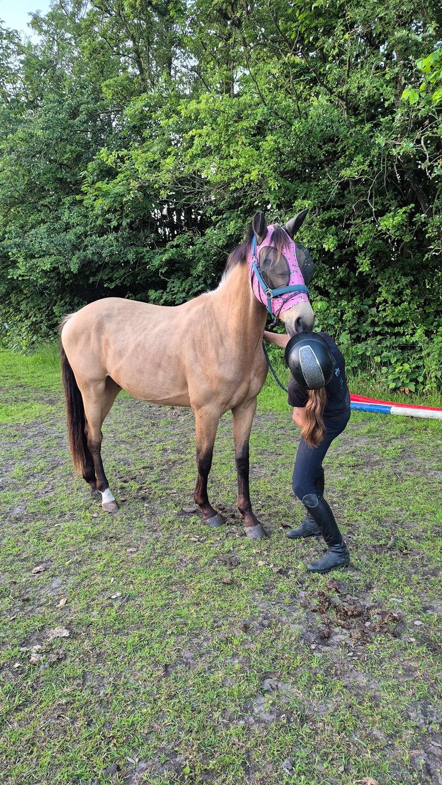 Palomino Flying aragorn billede 8