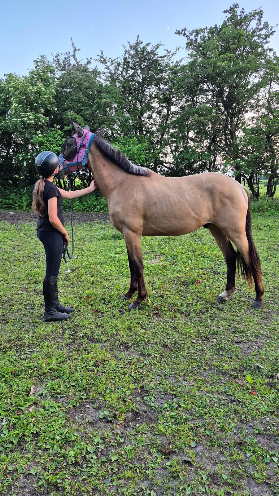 Palomino Flying aragorn billede 9