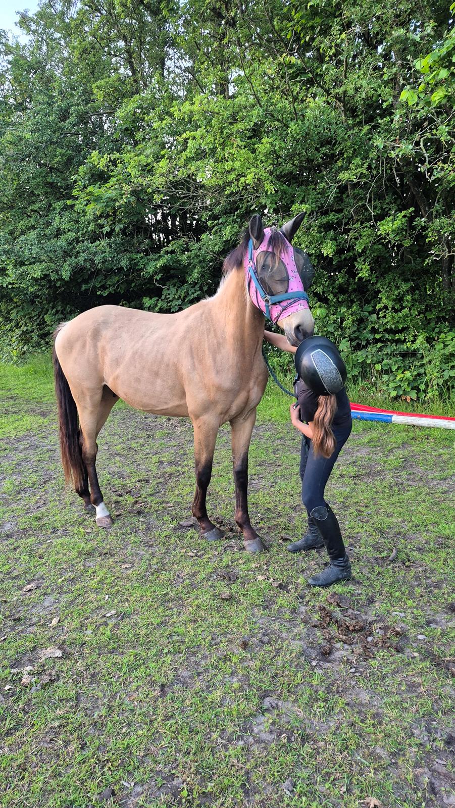 Palomino Flying aragorn billede 10