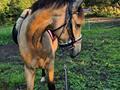 Palomino Flying aragorn billede 15