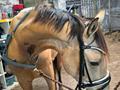 Palomino Flying aragorn billede 14