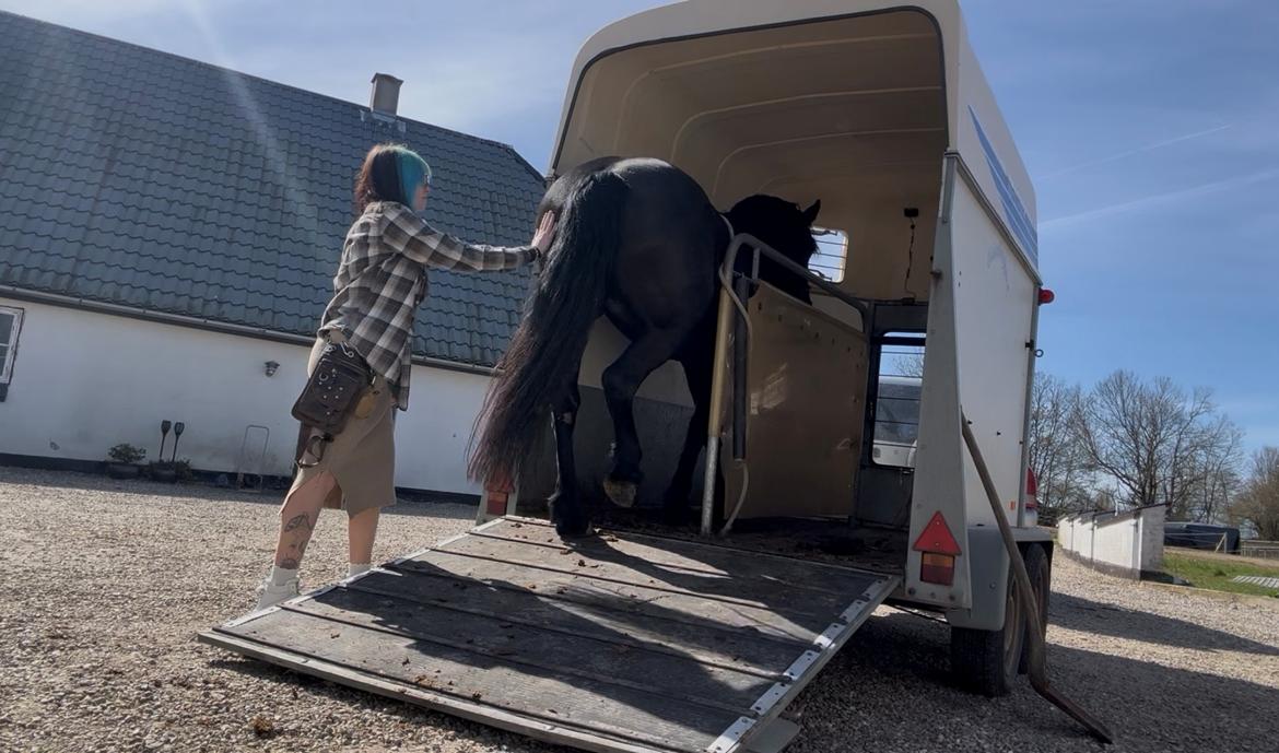 Barockpinto Gaia Barock West  billede 10