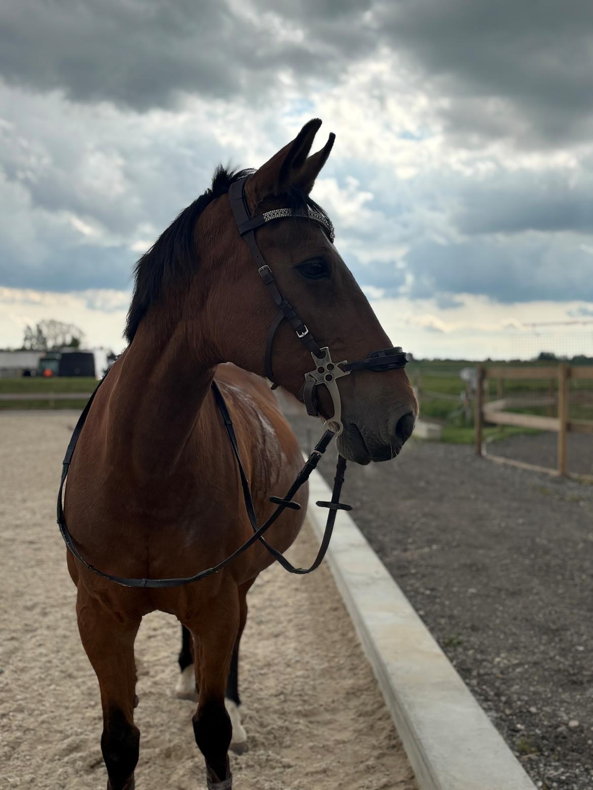 Tysk Sportspony Franzi billede 4