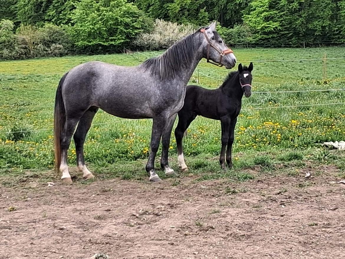 Oldenborg Horsebjerg Vetlanda billede 2